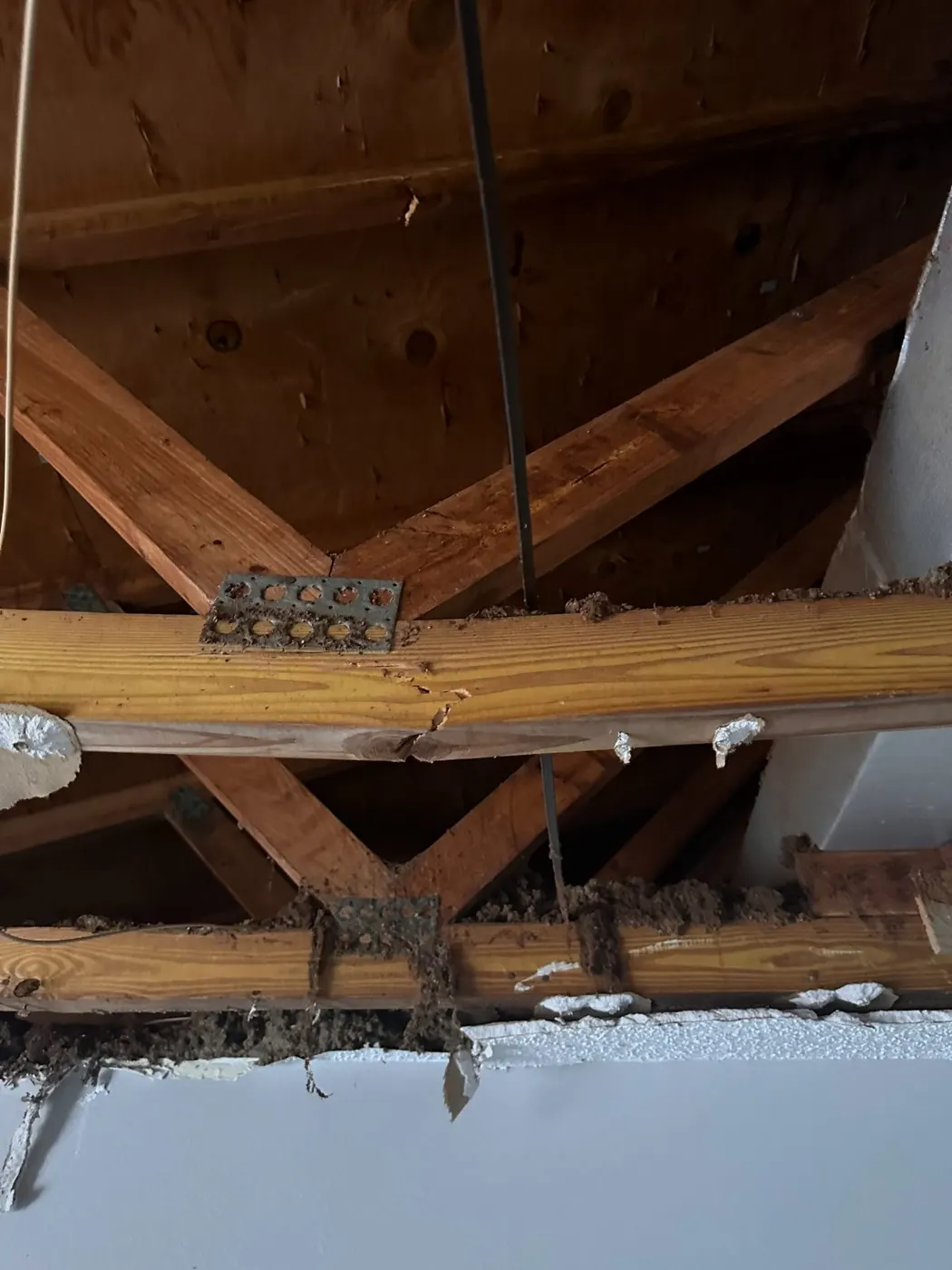 Attic trusses exposed after a storm leak brought the ceiling down